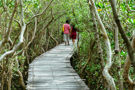 Back view of happy Asian lovers travel walk through on bridge wood with beautiful view of mangrove forest. Tourists refreshing and walk in the mangrove forest on vacation. Couple exploring the world.の写真素材