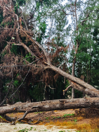 View of broken tree on sea shore. Fallen pine tree. Uprooting of pine stumps on beach near sea. Fallen trees on sand beach after storms and flushing coast. Cutting down trees to improve the landscape.の写真素材