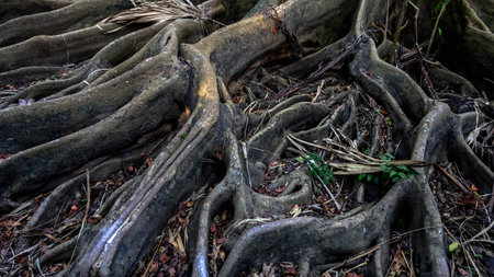 Earth full of big roots of a natural plant. Amazing centenarian tree with large trunk and big roots above the ground. View of the old tree with roots. Close up view of the base of the tree in forest.の写真素材