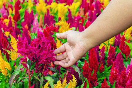 Hand of young woman farmer check colourful Cockscomb flowers blooming in farm. Beautiful flower...