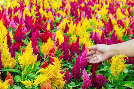 Hand of young woman farmer check colourful Cockscomb flowers blooming in farm. Beautiful flower multi color with Celosia Argentea or Plumed cockscomb blossom nature background. Celosia flower farm.の写真素材