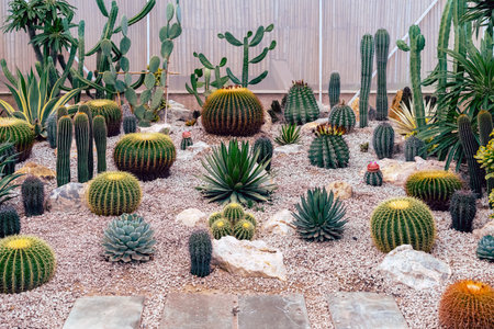 Various fresh cactus in the farm. A collection of cacti flourishing. Cactus plant in the arboretum....