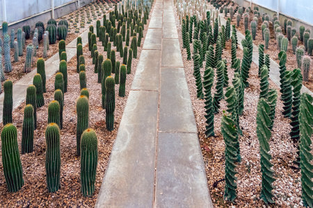 Various fresh cactus in the farm. A collection of cacti flourishing. Cactus plant in the arboretum....