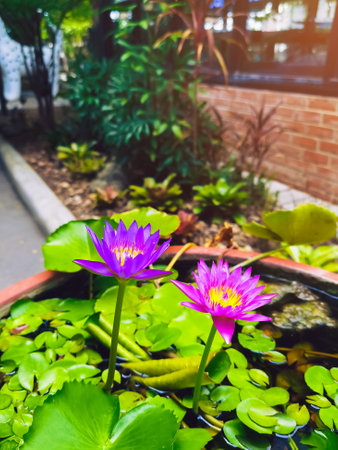 Two pink and purple lotus flowers on a pond. Two pink and purple lotus flowers with yellow centers are in green leafy area. The flowers in full bloom. Background or wallpaper of the beauty of flowers.の写真素材