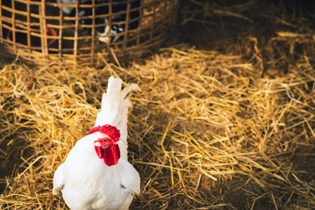 White hen standing in a field of straw. Portrait of a beautiful white chicken looking for grain in the straw. Chicken laying hen white with red large crest. Hen in a farmyard. Poultry farming concept.の写真素材