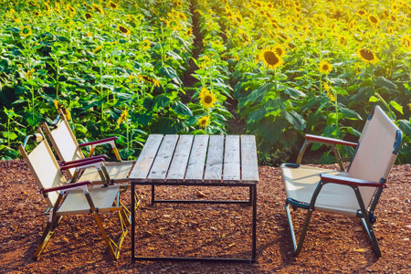Beautiful view of folding table and chairs set basking in afternoon sun in sunflower field. Landscape with sunflower field and foldable table chair set. Relaxation seat with sunflower farm on vacationの写真素材