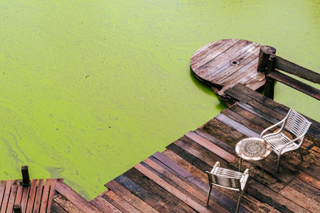 Beautiful scenery green and relaxing view of old wooden pier with  bridge and chairs with full pond or swamp of duckweed covering the green surface of water in .Beautiful green relaxing landscape.の写真素材