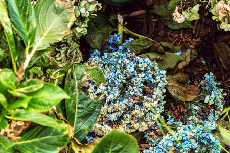Falling Hydrangeas flowers in the garden at Da Lat, Vietnam. Beautiful hydrangeas in park....