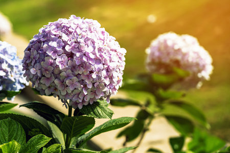Blooming Hydrangeas flowers in the garden at Da Lat, Vietnam. Beautiful hydrangeas in park....