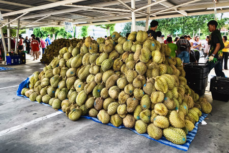 KANCHANABURI-THAILAND, AUGUST 27, 2024 : Trading durian, a popular fruit with delicious taste and expensive price, to general public at a price cheaper than the market at car park of Big C Supercenterのeditorial素材