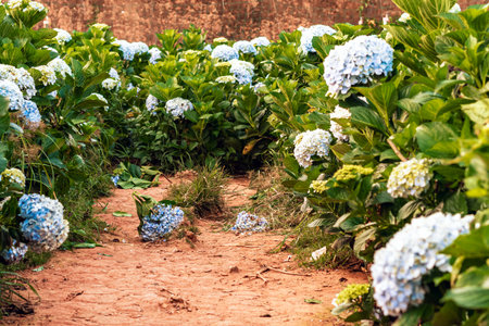 Falling Hydrangeas flowers in the garden at Da Lat, Vietnam. Beautiful hydrangeas in park. Hydrangeas with hundreds of flowers blooming all the hills in the beautiful winter. Selective Focus.の写真素材