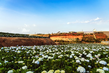 Blooming Hydrangeas flowers in the garden at Da Lat, Vietnam. Beautiful hydrangeas in park. Hydrangeas with hundreds of flowers blooming all the hills in the beautiful winter. Selective Focus.の写真素材
