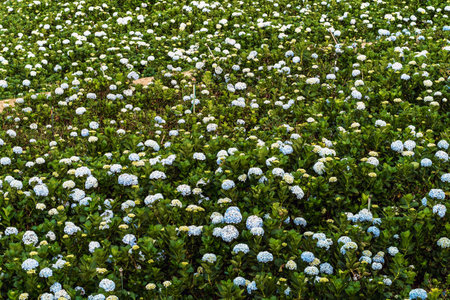 Blooming Hydrangeas flowers in the garden at Da Lat, Vietnam. Beautiful hydrangeas in park. Hydrangeas with hundreds of flowers blooming all the hills in the beautiful winter. Selective Focus.の写真素材
