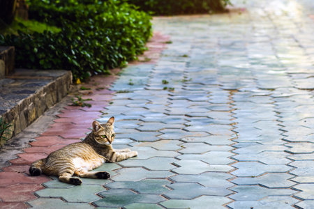Beautiful black and brown striped cat  lying in garden on pavement. Tabby ginger cat resting on tiles floor in garden. Striped cat cat lies relaxed in green park. Homeless animals.の写真素材
