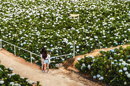 Back view of female tourists take a photo with beautiful blooming Hydrangeas with hundreds of...