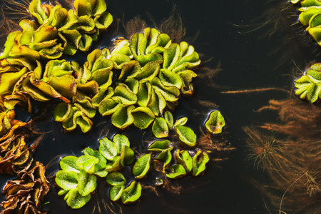 Fresh and green leaves of African payal, Giant salvinia, Kariba weed, Salvinia, Water fern, Salvinia Molesta floating and covering on water surface. Salvinia molesta, Invasive floating plant speciesの写真素材