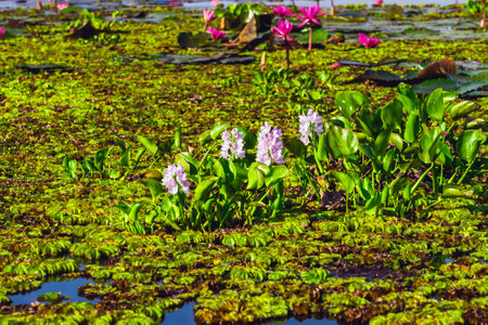 Common water hyacinth plants or Pontederia crassipes and flowers floating with Red Lotus Lake in the river. View of a common green water hyacinths on lake. Flowers and leaves of vegetables slap.の写真素材