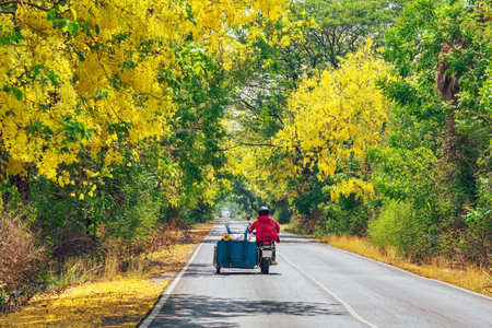 View of motorcyclist riding a motorbike through a road filled with beautiful golden shower trees. Yellow flower or Cassia fistula or Golden shower tree with yellow flower blossom siding romantic road.の写真素材
