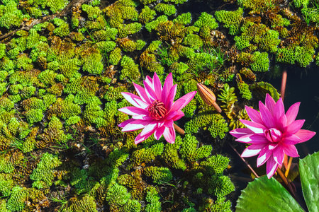 Scenic beautiful view nature of Red Lotus Lake. Pink water lilies nymphaeaceae blooming on the lake. Nature of beautiful red lotus in Thailand. Beautiful pink lotus flowers in lake of lotus.の写真素材