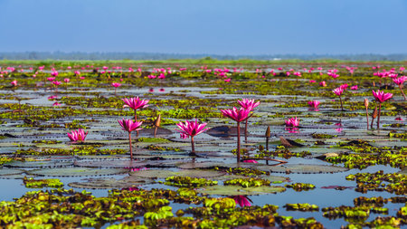 Scenic beautiful view nature of Red Lotus Lake. Pink water lilies nymphaeaceae blooming on the lake. Nature of beautiful red lotus of Thailand. Beautiful pink lotus flowers in lake of lotus.の写真素材
