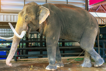 Beautiful elderly Asian elephants enjoy eating grass in elephant sanctuary. Animal eating. A big old elephant is resting in the elephant barn.の写真素材