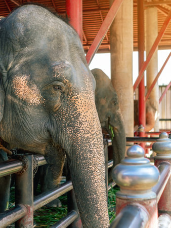 Beautiful elderly Asian elephants enjoy eating grass in elephant sanctuary. Animal eating. A big old elephant is resting in the elephant barn.の写真素材