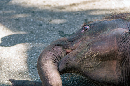 Lazy baby elephant lay down sleeping cute lovely animal. Baby elephant sleeping and resting. Young and cute Asian elephant calf resting on ground.の写真素材