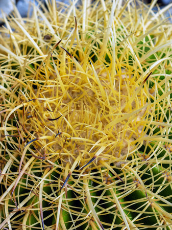 Top part of Golden barrel cactus (Echinocactus grusonii) with spines and thorns. Close up beautiful golden Barrel head cactus. Beautiful globe shaped golden ball cactus with long thorn. Prickly cactusの写真素材