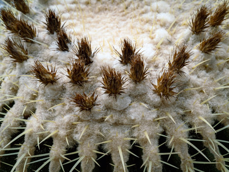 Top part of Golden barrel cactus (Echinocactus grusonii) with spines and thorns. Close up beautiful golden Barrel head cactus. Beautiful globe shaped golden ball cactus with long thorn. Prickly cactusの写真素材