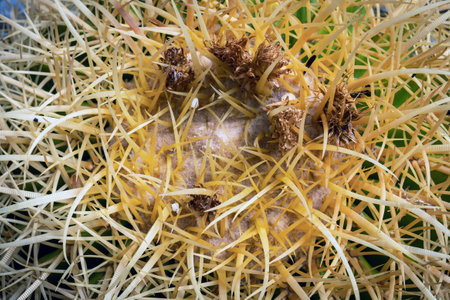 Top part of Golden barrel cactus (Echinocactus grusonii) with spines and thorns. Close up beautiful golden Barrel head cactus. Beautiful globe shaped golden ball cactus with long thorn. Prickly cactusの写真素材
