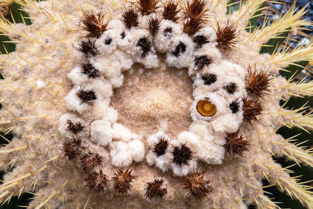 Top part of Golden barrel cactus (Echinocactus grusonii) with spines and thorns. Close up beautiful golden Barrel head cactus. Beautiful globe shaped golden ball cactus with long thorn. Prickly cactusの写真素材