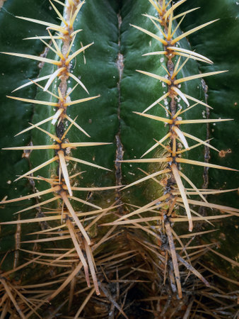 Top part of Golden barrel cactus (Echinocactus grusonii) with spines and thorns. Close up beautiful golden Barrel head cactus. Beautiful globe shaped golden ball cactus with long thorn. Prickly cactusの写真素材