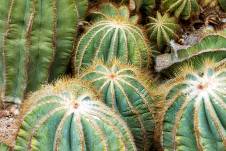 Top part of Golden barrel cactus (Echinocactus grusonii) with spines and thorns. Close up beautiful golden Barrel head cactus. Beautiful globe shaped golden ball cactus with long thorn. Prickly cactusの写真素材