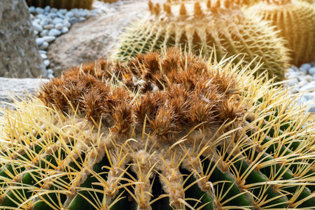 Top part of Golden barrel cactus (Echinocactus grusonii) with spines and thorns. Close up beautiful golden Barrel head cactus. Beautiful globe shaped golden ball cactus with long thorn. Prickly cactusの写真素材