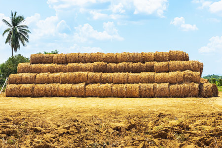 View of dried leaves rolled into circular motion after harvesting. Farmers collect dried leaves and roll them in circles. Dry leaves roll in field.の写真素材