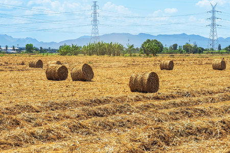 View of dried leaves rolled into circular motion after harvesting. Farmers collect dried leaves and roll them in circles. Dry leaves roll in field.の写真素材