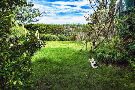 Black and white cat on nature outdoors. Pet and cat relaxing on grass at outdoor garden or park. Cute, adorable and small kitten feline animal or pet resting in sunlight on backyard in countryside.の写真素材