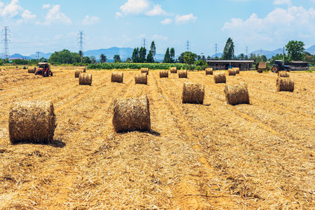 View of dried leaves rolled into circular motion after harvesting. Farmers collect dried leaves and roll them in circles. Dry leaves roll in field.の写真素材