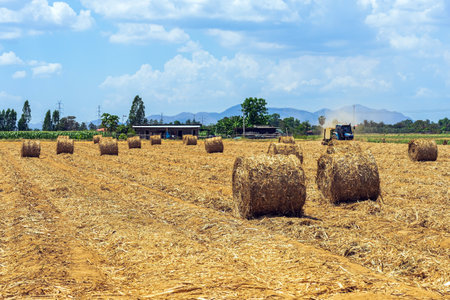View of dried leaves rolled into circular motion after harvesting. Farmers collect dried leaves and roll them in circles. Dry leaves roll in field.の写真素材