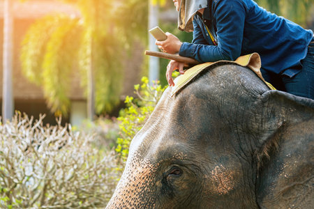 Happiness male elephant mahout holds mobile phone to communicate with tourists. Mobile phones in hands of smart elephant keepers for use communication technology. Elephant mahout using mobile phone.の写真素材