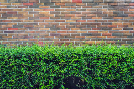 Shrubs and brick fence. Bricks wall background with foliage in the garden. Hedge over brick wall background. Grass on brick wall, Green leaves for background, Green leaves wall texture backdrop.の写真素材