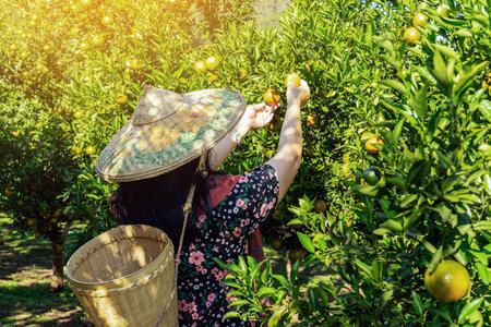 Female gardener hand holding orange and checking quality of orange in oranges garden. Woman farmer harvest fresh tangerine in organic farm. Farmer hand pick nature fruit citrus orchard mandarin treeの写真素材