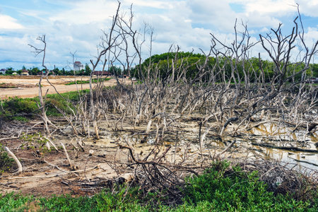Dead tree stump effect from Natural disasters and environmental problems. Mangrove forest and coastline erosion situation. Prop roots of the mangrove tree or Rhizophora Apiculata in mangrove forest.の写真素材