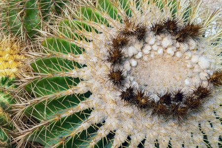 Top part of Golden barrel cactus (Echinocactus grusonii) with spines and thorns. Close up beautiful...