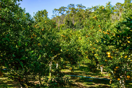 Orange trees or citrus sinensis covered with oranges. Tangerine tree or Citrus tangerina completely covered with ripe fruits. Ripe oranges hang on branch at tangerine garden. Great harvest in orchard.の写真素材