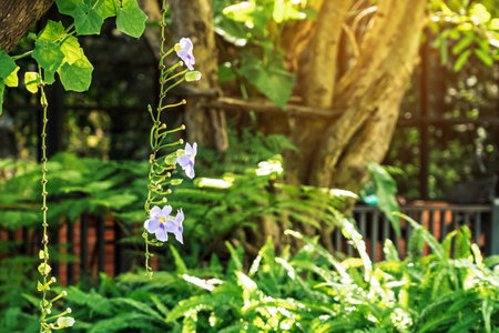 Beautiful purple Thunbergia grandiflora flowers in garden. Common names include Bengal clock vine, Bengal trumpet, Blue skyflower, Blue thunbergia, Blue trumpet vine, Clock vine, Skyflower, Skyvine.の写真素材