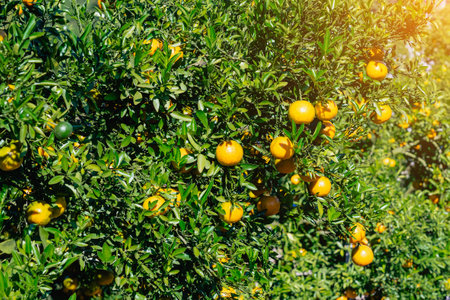 Orange trees or citrus sinensis covered with oranges. Tangerine tree or Citrus tangerina completely covered with ripe fruits. Ripe oranges hang on branch at tangerine garden. Great harvest in orchard.の写真素材