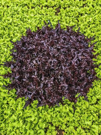 Beautiful farmland landscape with vegetables rows in farm. Fresh green and red salad. Lettuce on garden beds in vegetable field. Salad plants in open ground. Growing organic vegetables. Healthy food.の写真素材