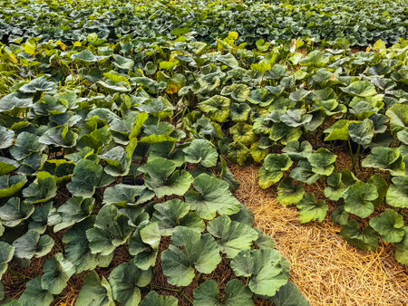 Scenic landscape view of broad, Lush green pumpkin leaves spreading across field. Pumpkin leaves with natural green color. Lush Pumpkin leaves for garden growth. Beautiful natural texture of green.の写真素材