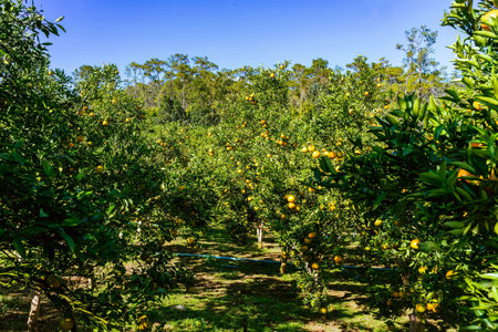 Orange trees or citrus sinensis covered with oranges. Tangerine tree or Citrus tangerina completely covered with ripe fruits. Ripe oranges hang on branch at tangerine garden. Great harvest in orchard.の写真素材